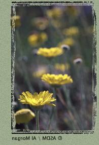 Photo of desert marigold by Al Morgan